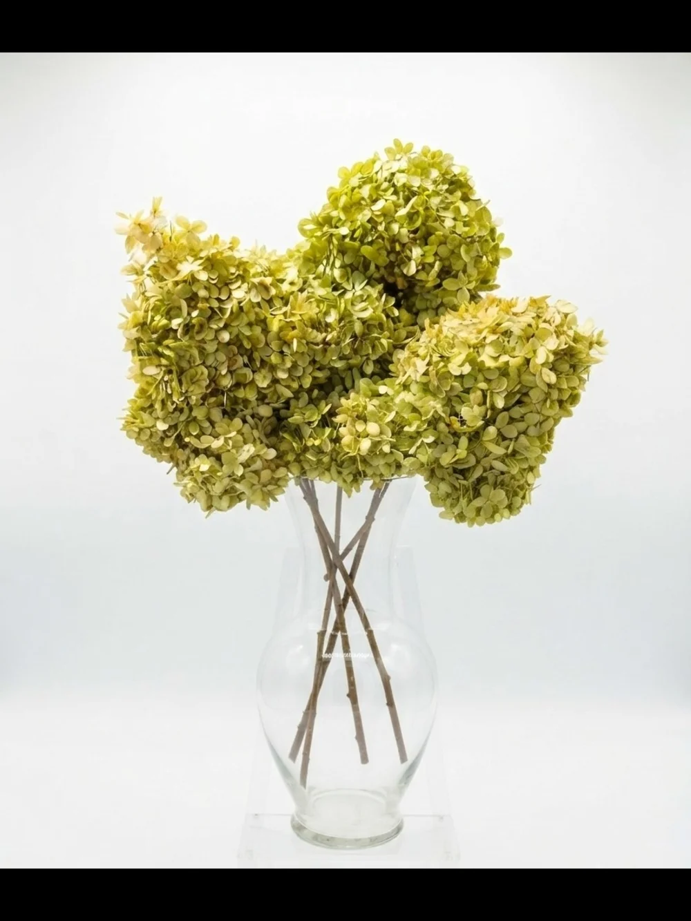 Set of 3 Natural Dried Limelight Hydrangea Stems | Luxury Floral